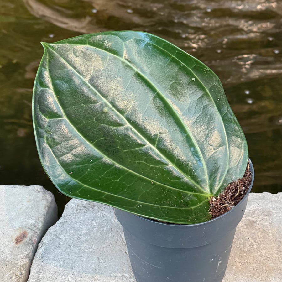 Hoya latifolia, större ung planta