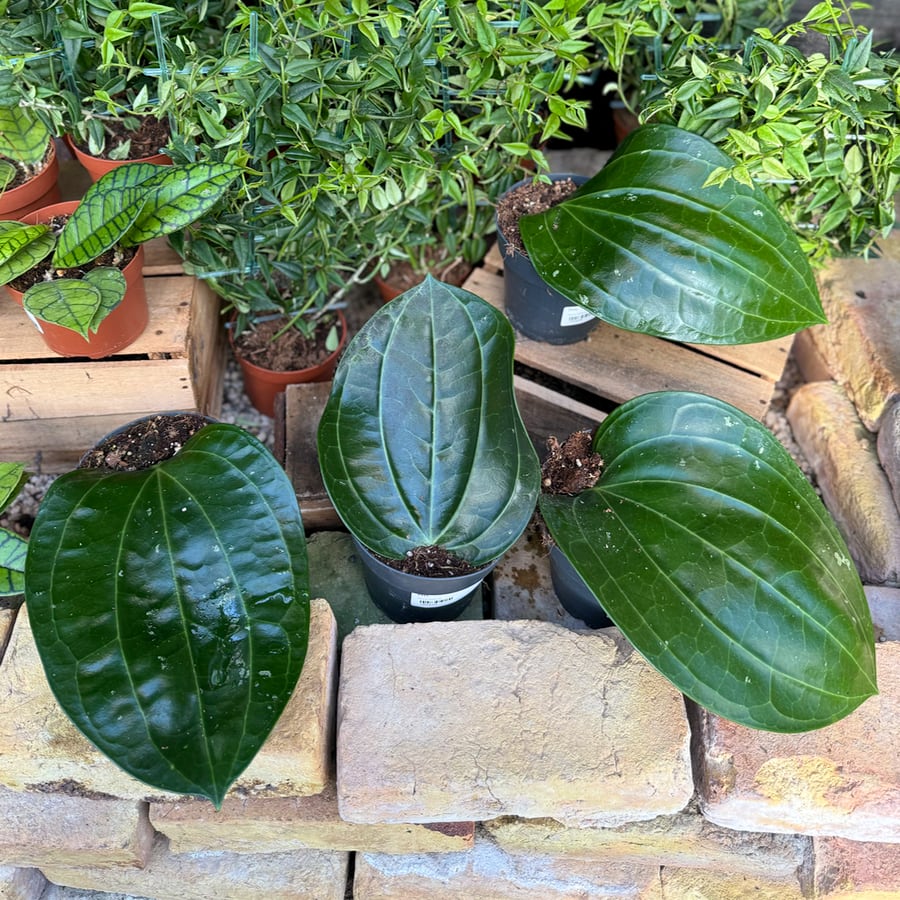 Hoya latifolia, större unga plantor