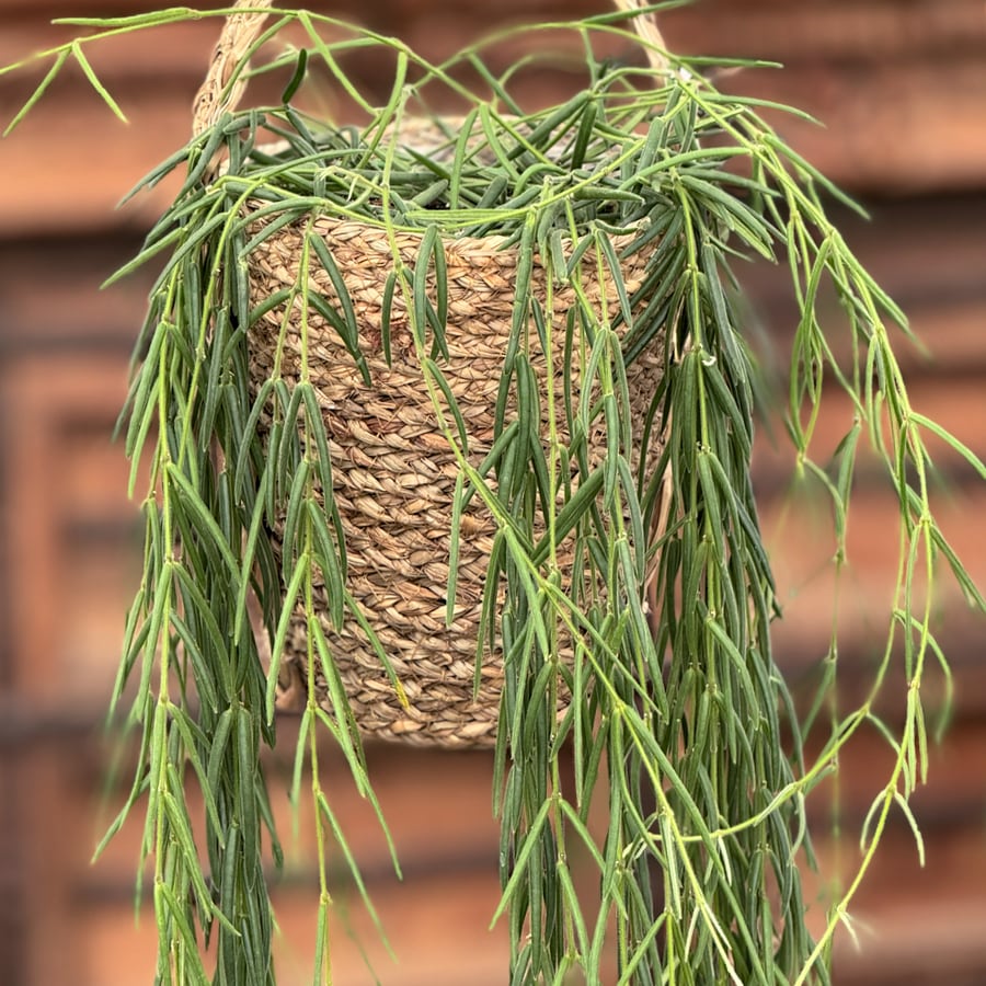 Hoya linearis, vuxen planta