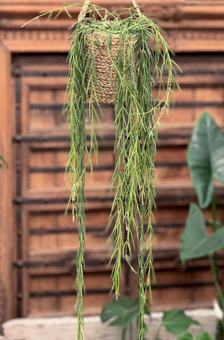 Hoya linearis, vuxen planta
