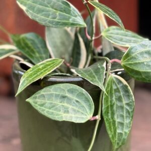Hoya macrophylla, blad-detaljer