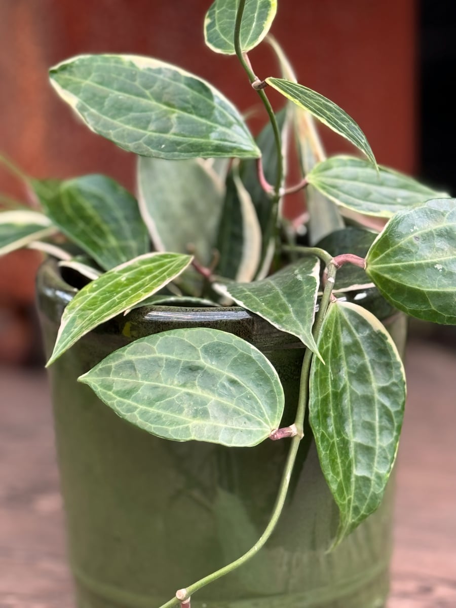 Hoya macrophylla, blad-detaljer