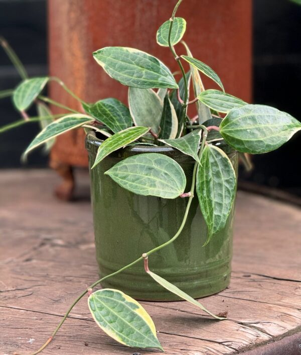 Hoya macrophylla, vuxen planta