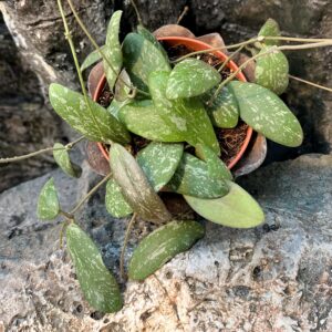 Hoya sigillatis, större ung planta