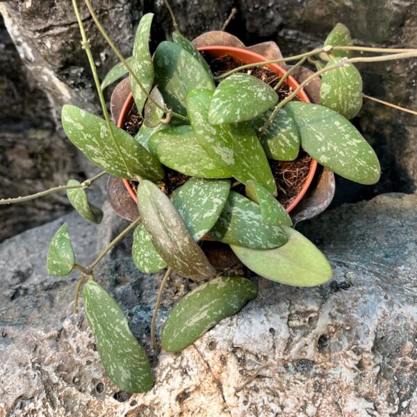 Hoya sigillatis, större ung planta
