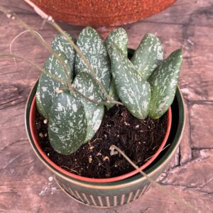 Hoya sigillatis, större ung planta
