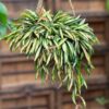 Hoya wayetii 'Tricolor', större vuxen planta i 17 cm bred ampel