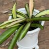 Hoya wayetii 'Tricolor', ung planta, uppifrån