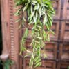 Hoya wayetii 'Tricolor', vuxen planta