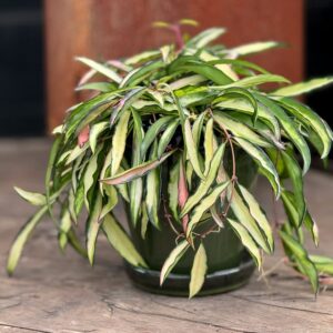 Hoya wayetii 'Tricolor', vuxen planta