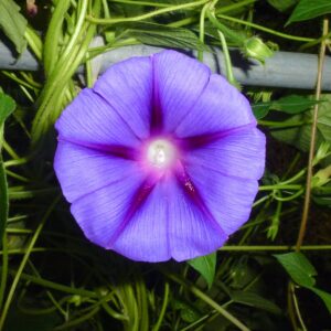 Ipomoea purpurea, blomma