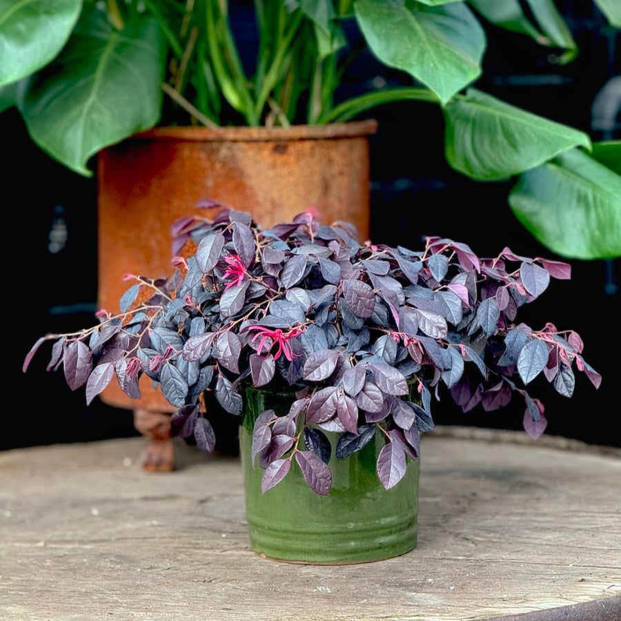 Loropetalum chinense, blommande planta