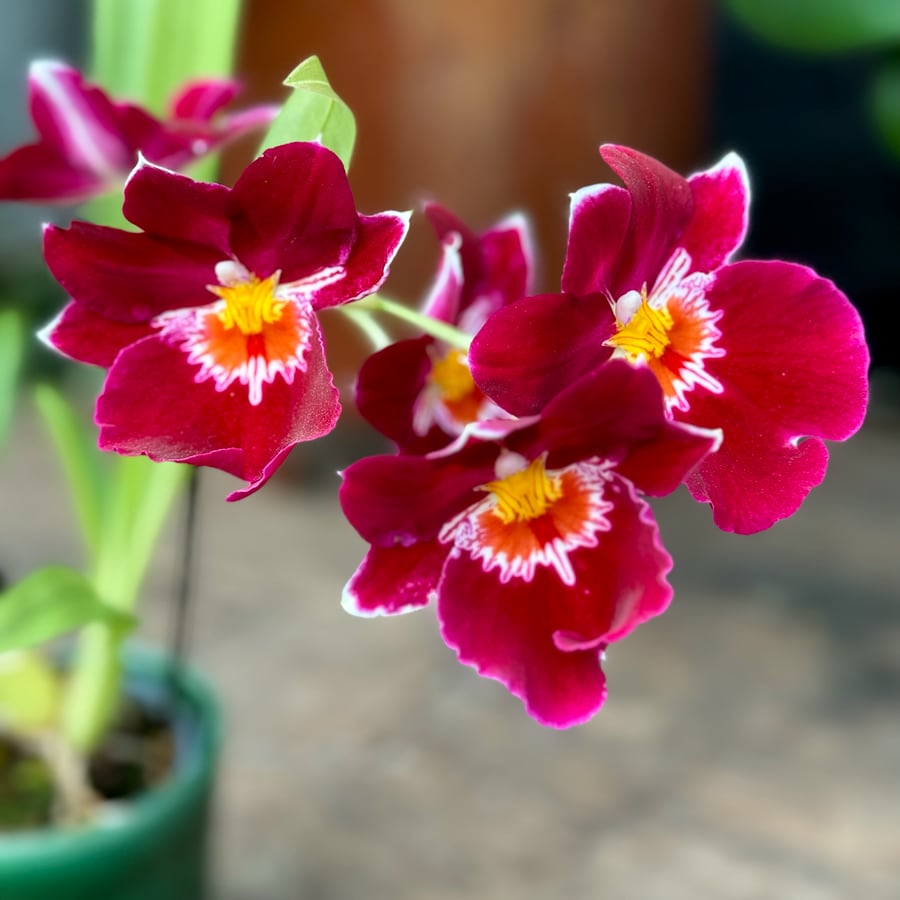 Miltoniopsis phalaenopsis hybrid, röd, blomma