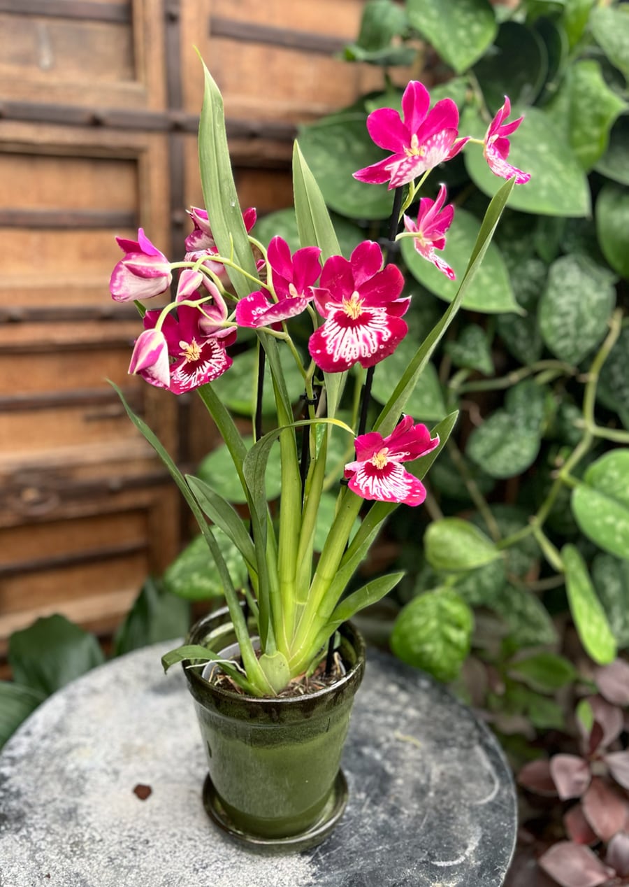 Miltoniopsis phalaenopsis-hybrid, röd, blommande planta