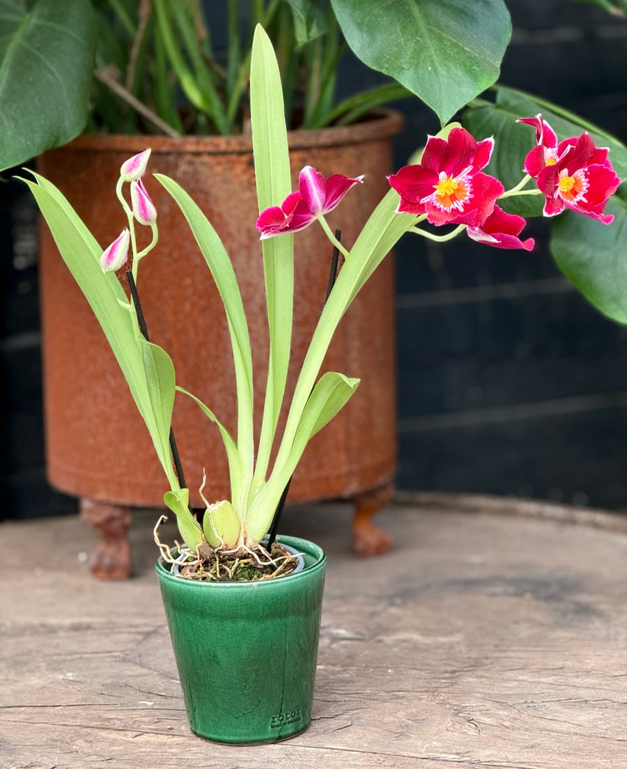 Miltoniopsis phalaenopsis-hybrid, röd, blommande planta