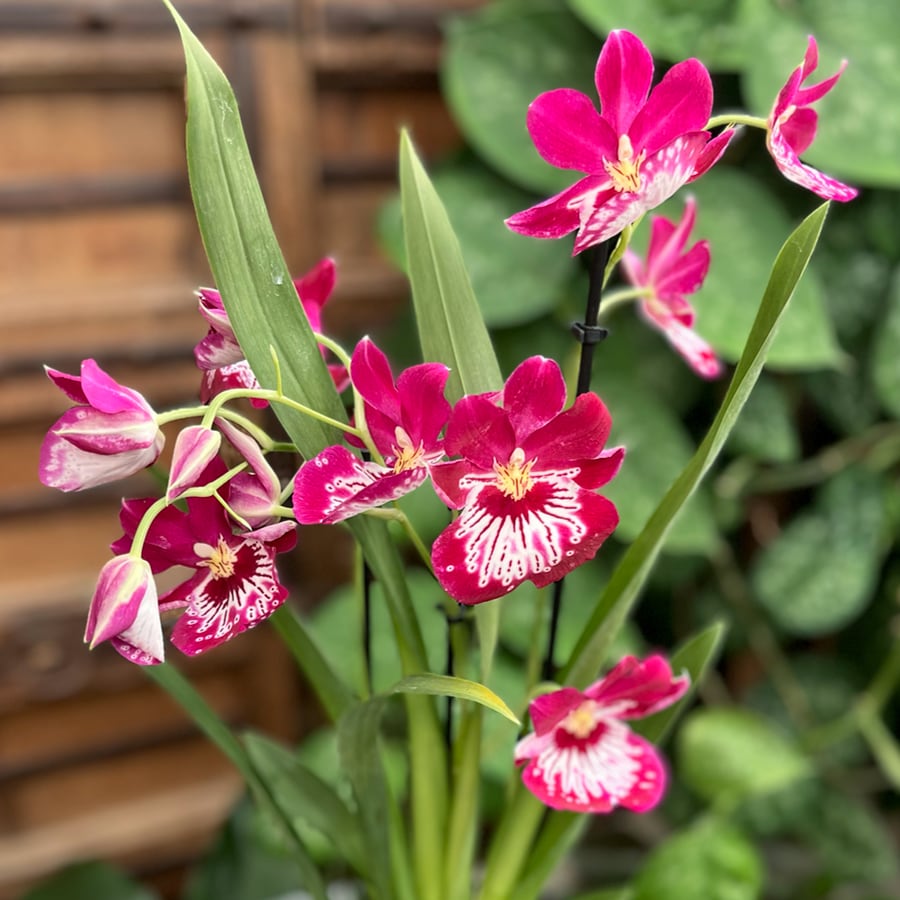 Miltoniopsis phalaenopsis-hybrid, röd, blommor