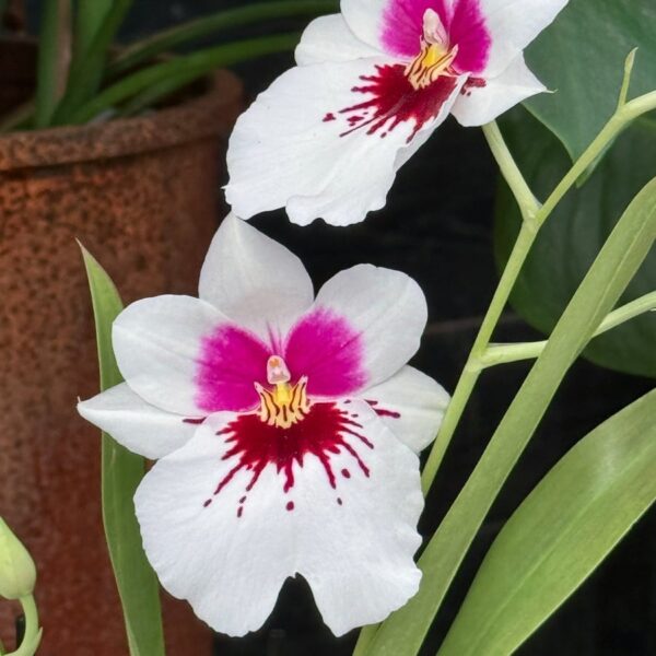 Miltoniopsis phalaenopsis-hybrid, vit, blomma