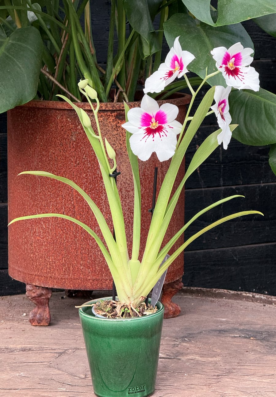 Miltoniopsis phalaenopsis hybrid, vit, blommande planta
