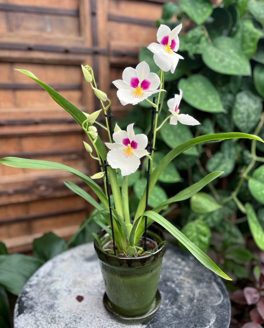 Miltoniopsis phalaenopsis-hybrid, vit med rosa och gult, blommande planta