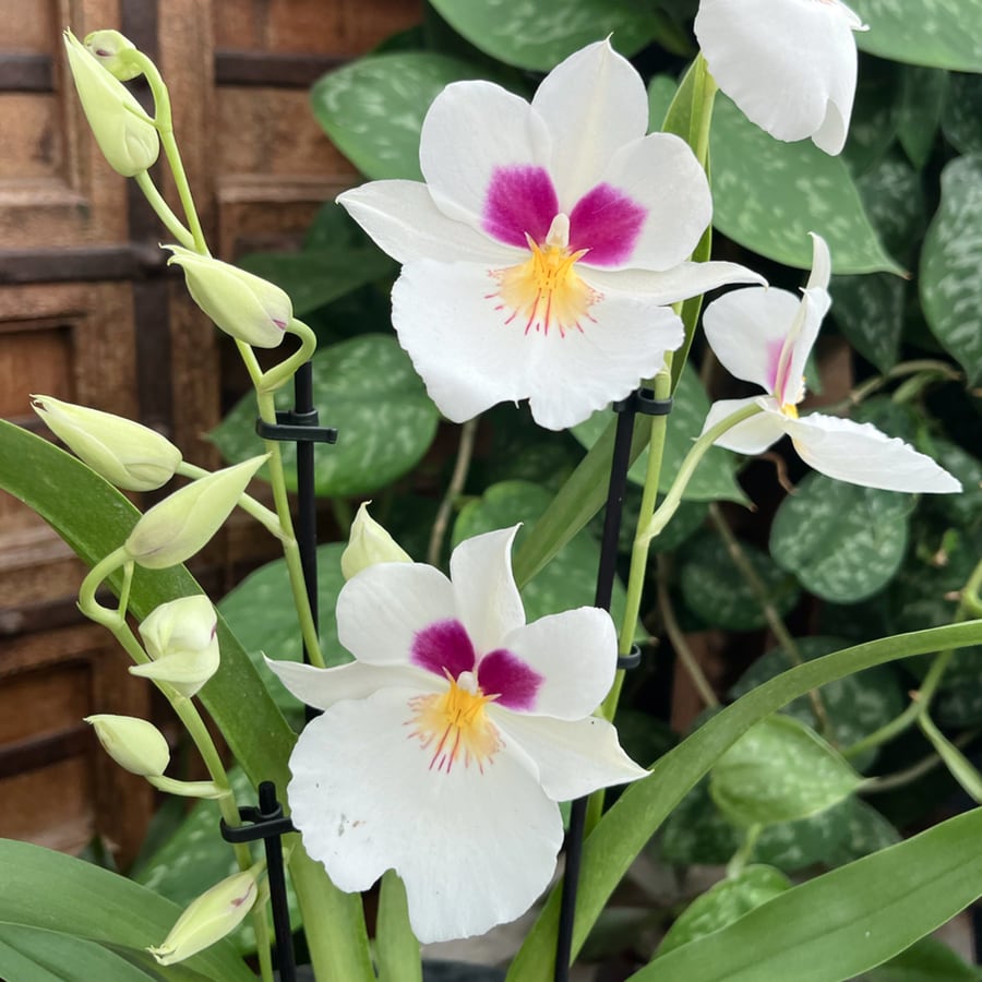 Miltoniopsis phalaenopsis-hybrid, vit med rosa och gult, blommor