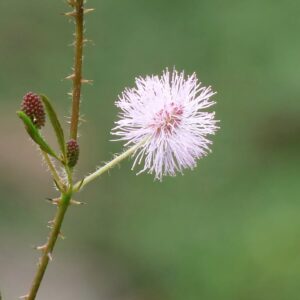 Mimosa pudica, blomma