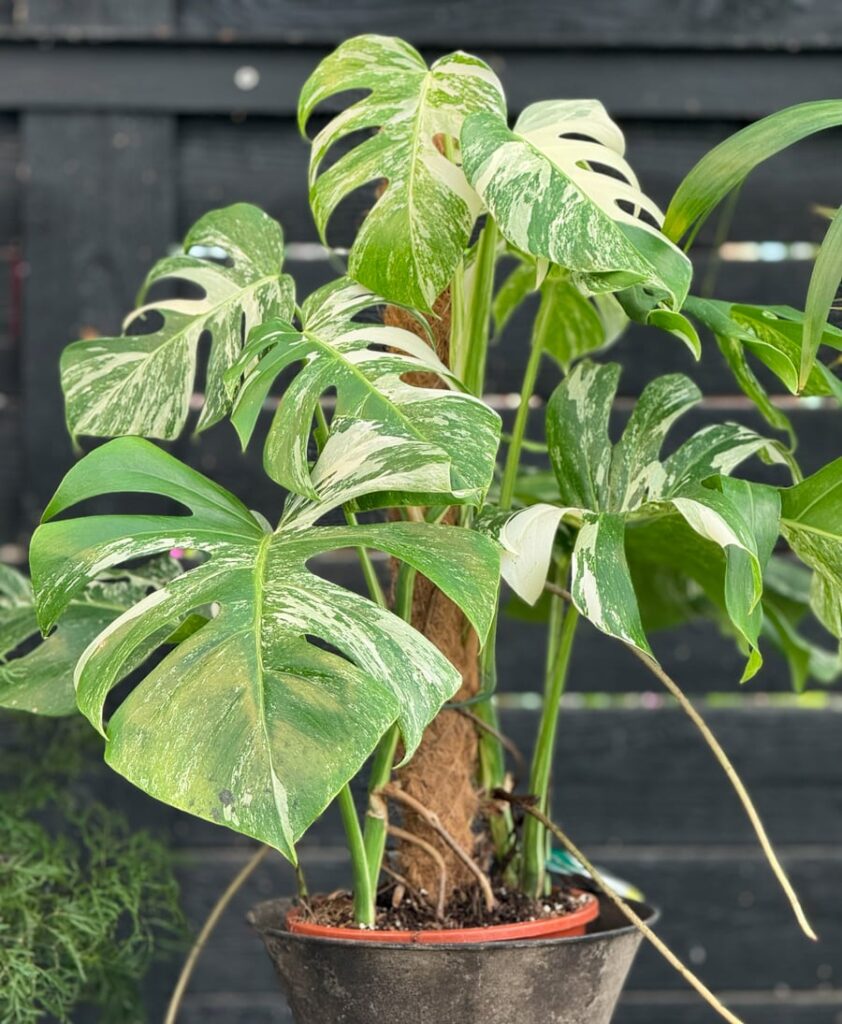 Monstera deliciosa, variegata, planta