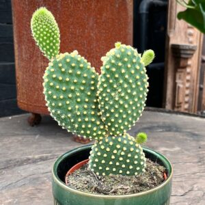 Opuntia microdasys, vuxen planta