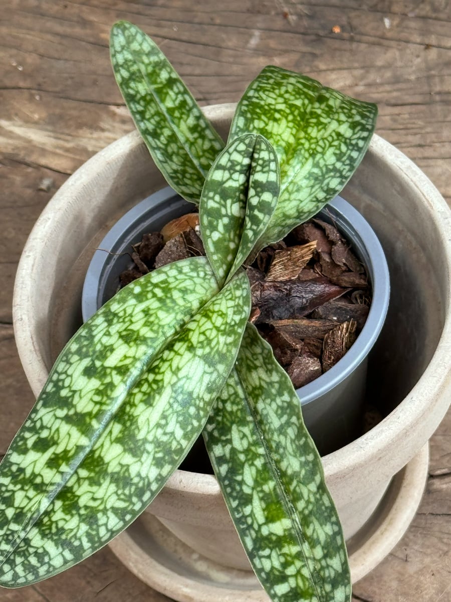 Paphiopedilum Ho Chi Minh, ung planta