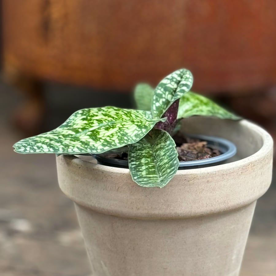 Paphiopedilum Ho Chi Minh, ung planta