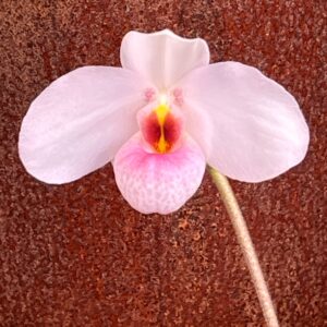 Paphiopedilum Joyce Hasegawa, blomma