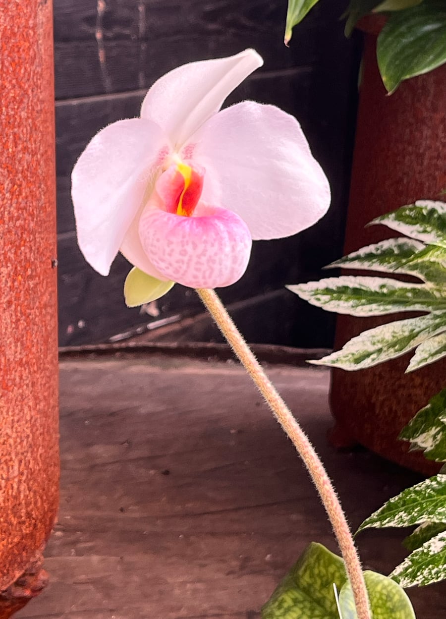 Paphiopedilum Joyce Hasegawa, blomma, sida