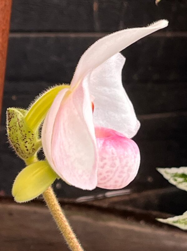 Paphiopedilum Joyce Hasegawa, blomma, sidvy