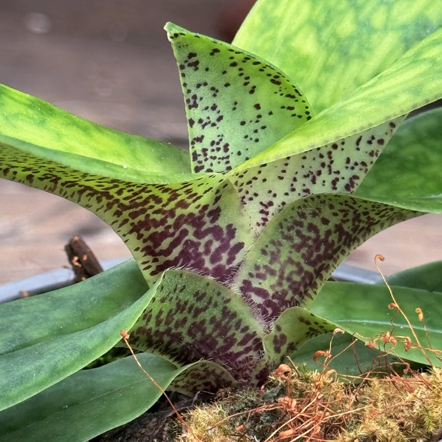 Paphiopedilum Joyce Hasegawa, ung planta, detalj