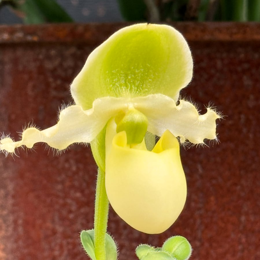 Paphiopedilum Pinocchio, gul, blomma