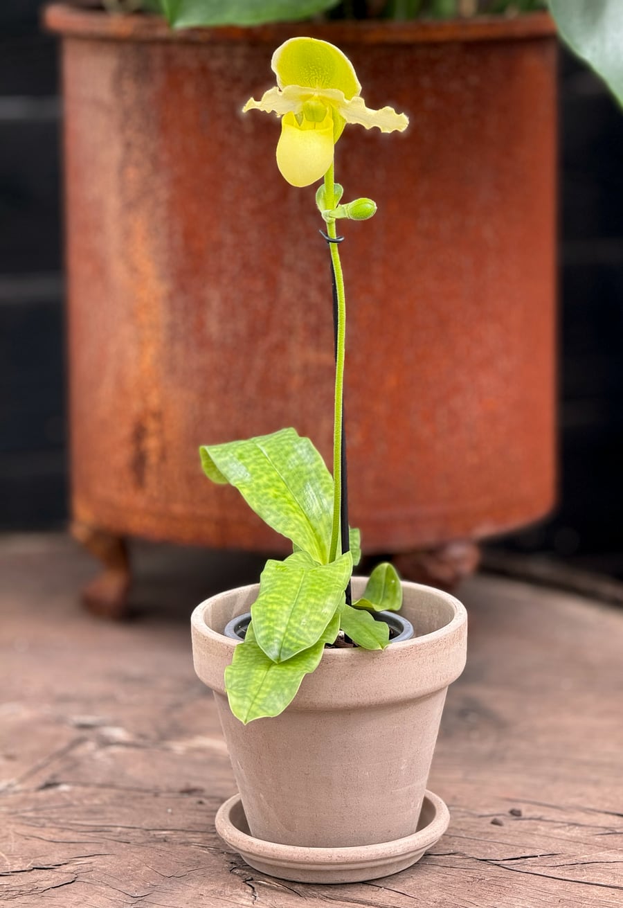 Paphiopedilum Pinocchio, gul, blommande planta