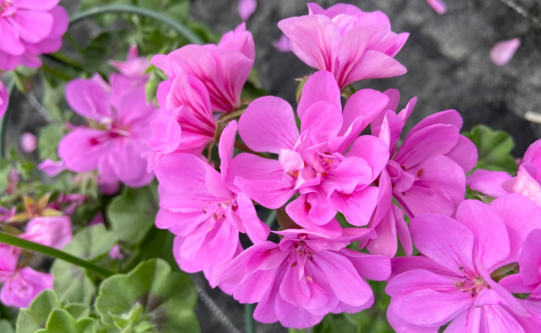 Pelargon Caliente Rose - Bild 3