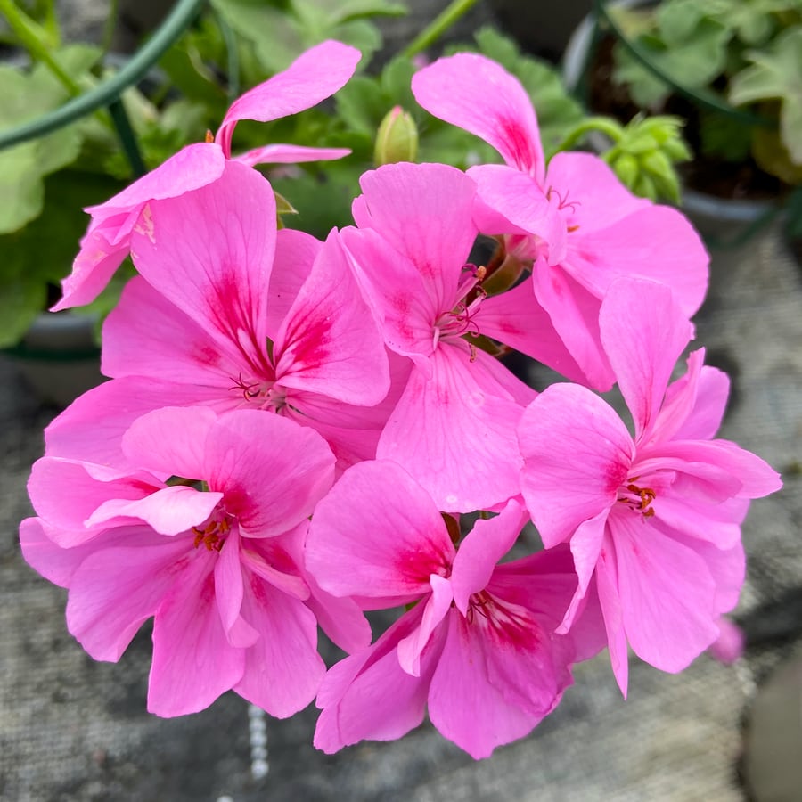 Pelargon Caliente Rose - Bild 2