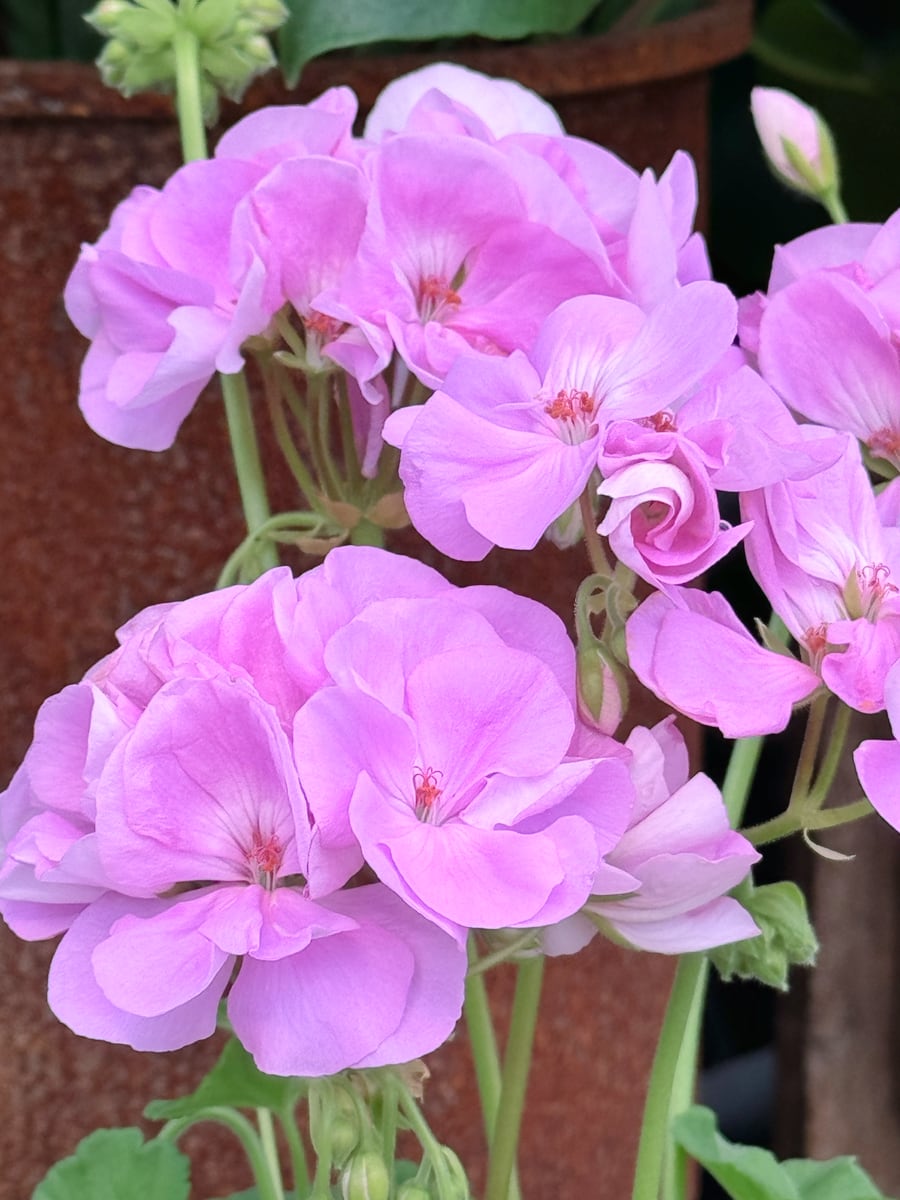 Pelargon Sunrise Lavina, blommor