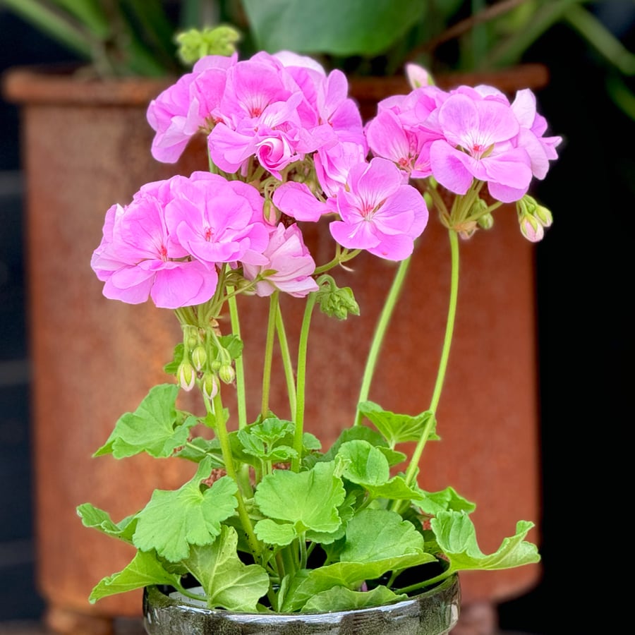 Pelargon Sunrise Lavina, planta