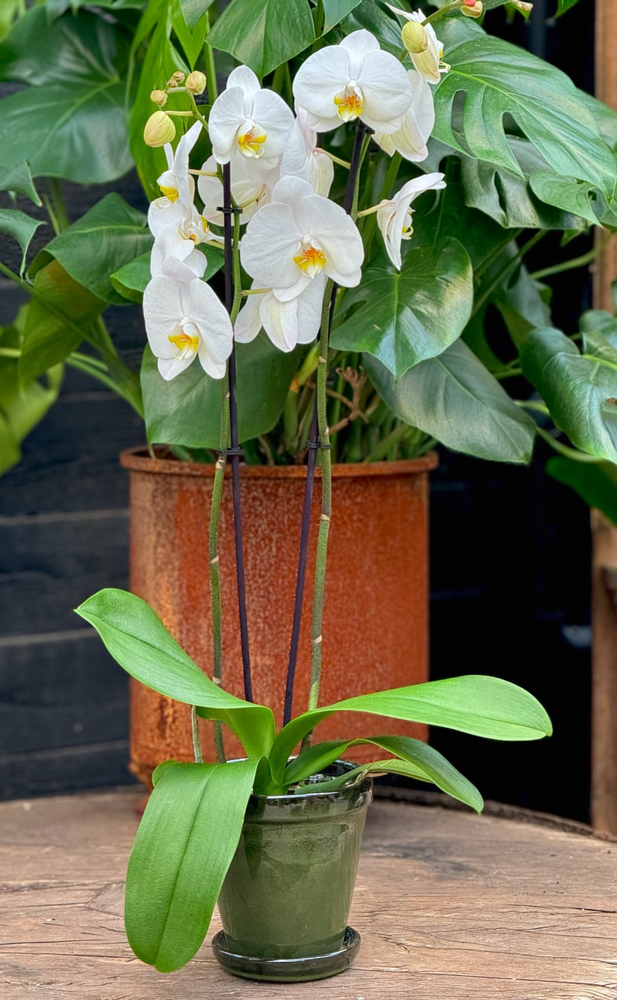 Phalaenopsis Ilike Oxford, blommande planta med två stänglar