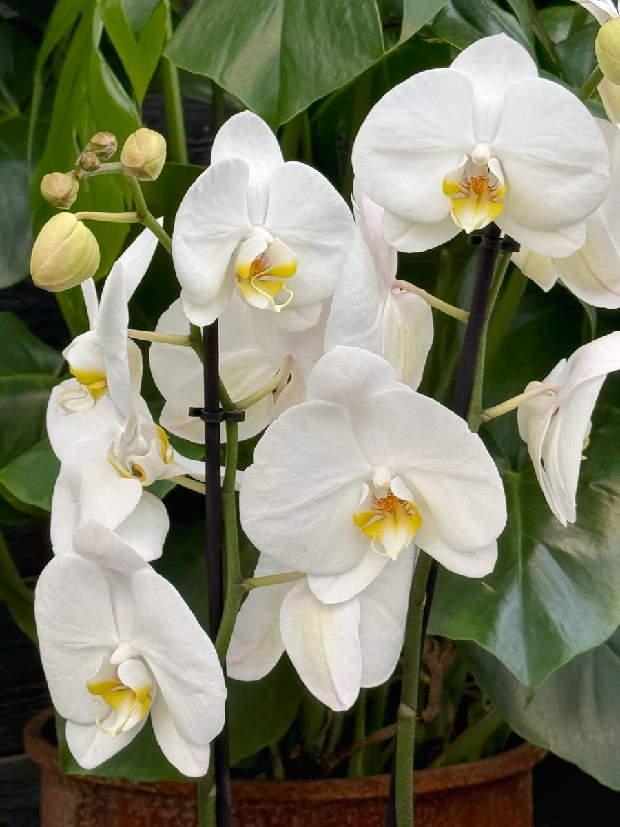 Phalaenopsis Ilike Oxford, blommor