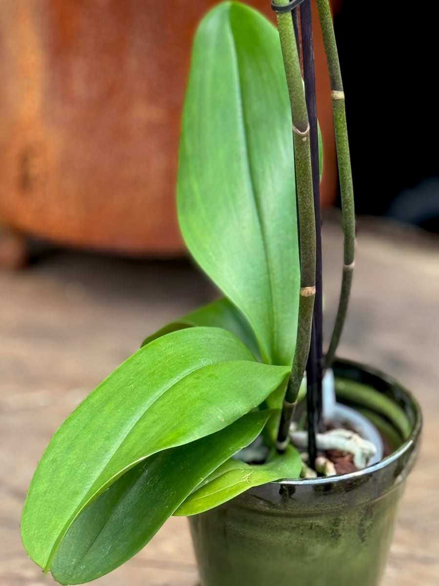 Phalaenopsis Ilike Oxford, planta