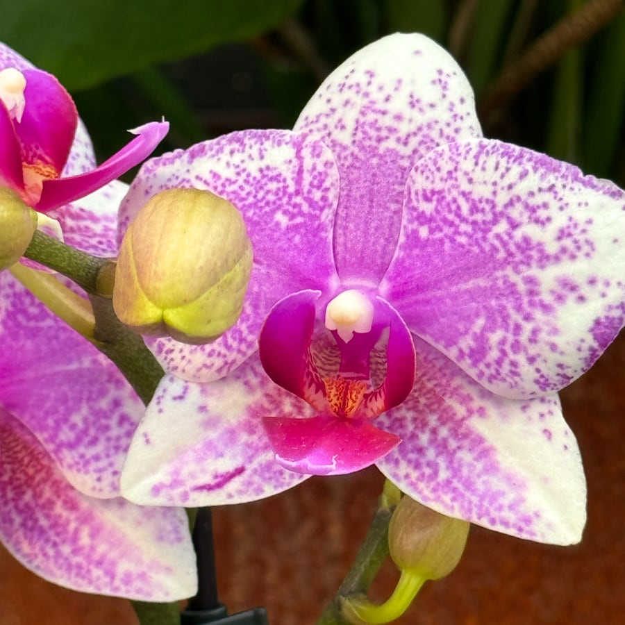Phalaenopsis Kolibri Rotterdam, blomma