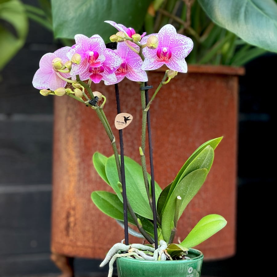Phalaenopsis Kolibri Rotterdam, blommande planta med 2 stänglar