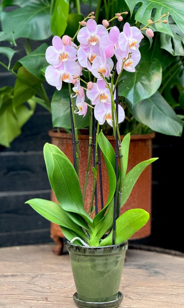 Phalaenopsis Rosion, blommande planta med 3 stänglar