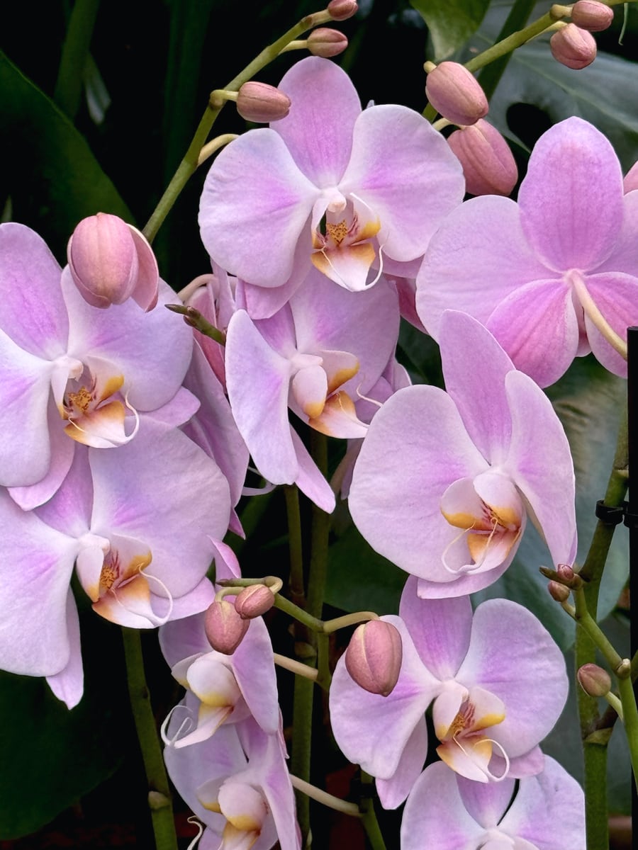Phalaenopsis Rosion, blommor