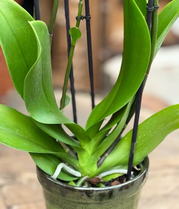 Phalaenopsis Rosion, planta