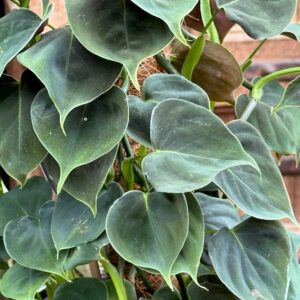 Philodendron lupinum, blad