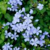 Plumbago auriculata, blommor