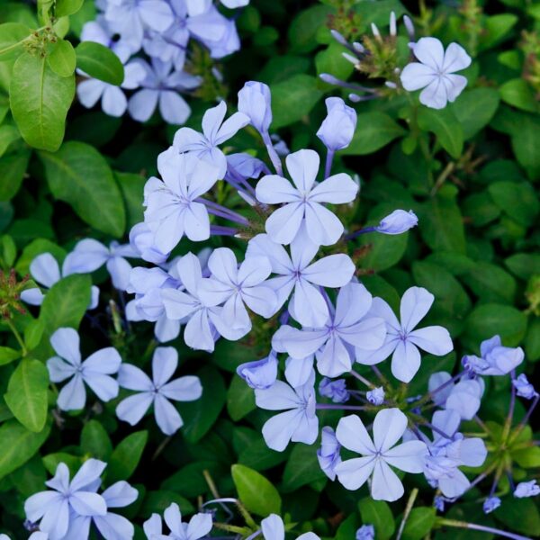 Plumbago auriculata, blommor